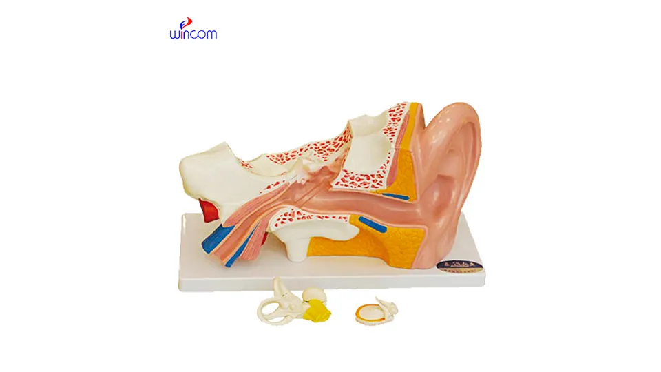 mô hình ba chiều y tế